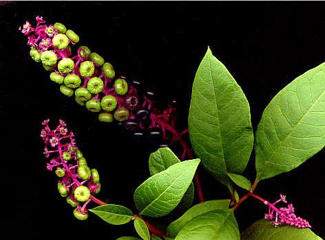 phytolaque 1